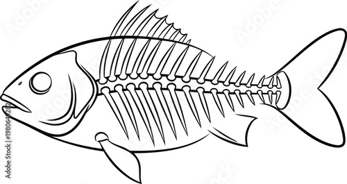 fish skeleton illustration