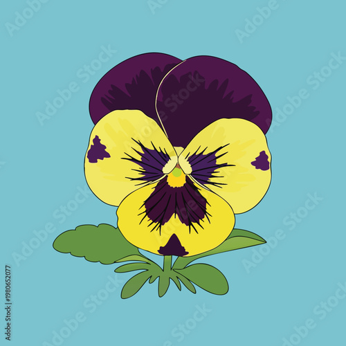 Colorful Pansy Flower Bouquet in Bright Studio Setting