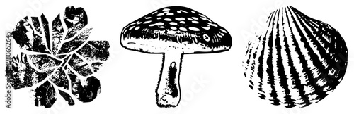 Black and white vector naturals snowflake, mushroom, scallop. High contrast, transparent bg. Alternates frost, toadstool, bivalve.