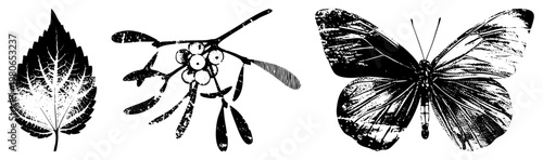 Black & white halftone botanical print leaf, mistletoe with berries, butterfly. Artistic nature illustration, vintage graphic design element.