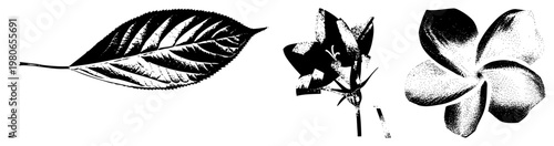 Black and white botanical vector art featuring leaf and flower silhouettes, halftone shading, engraved, natural forms, plant anatomy.