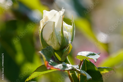 A white flower with green leaves
