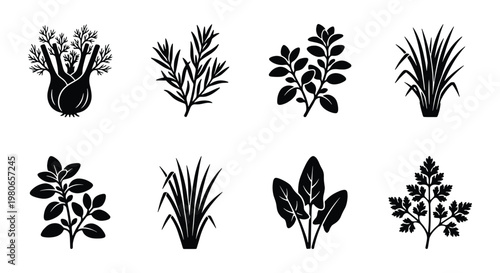 Culinary herbs and spices black silhouette icons, set of 8 vector botanical elements, organic garden herb leaf symbols for cooking and food packaging