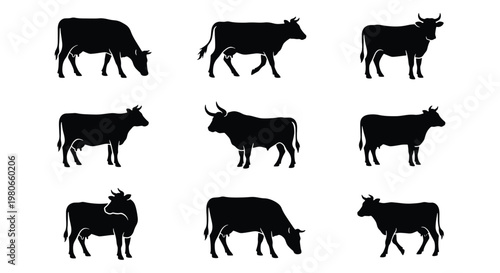 Black cow silhouettes set, collection of 9 cattle vector icons, farm animal bull and heifer shapes, livestock grazing and standing figures