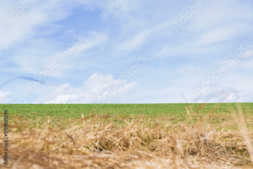 Layered landscape with dry grass in foreground and green field under blue sky. Natural composition with depth and copy space