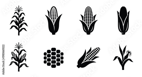 Corn icons set with maize stalks and cobs, organic farm vegetable silhouettes, 8 black vector elements for agriculture and food packaging design