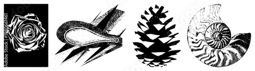 Abstract botanical and marine vector rendered in halftone style, featuring rose petals, spoon silhouette, pinecone scales, and nautilus spiral ideal for eco design or graphic projects.