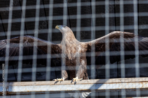 Photography A bald eagle is standing on a railing