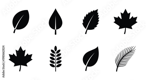 Minimalist black leaf icons set, flat botanical silhouettes of maple and oak foliage, 8 nature vector elements for organic branding and web design