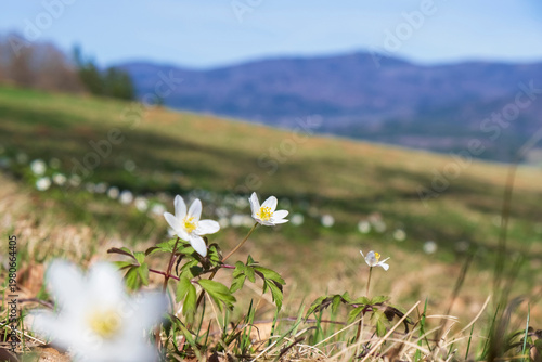 White wildflowers Anemone in meadow with mountain background