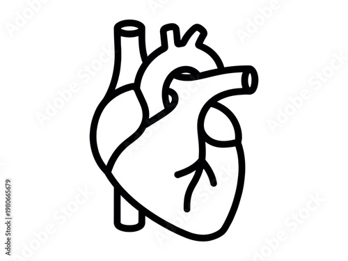 Outline vector illustration of a human heart with cardiology healthcare illustration circulation physiology wellness treatment research internal function