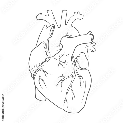 Anatomical illustration of a human heart with arteries and veins.