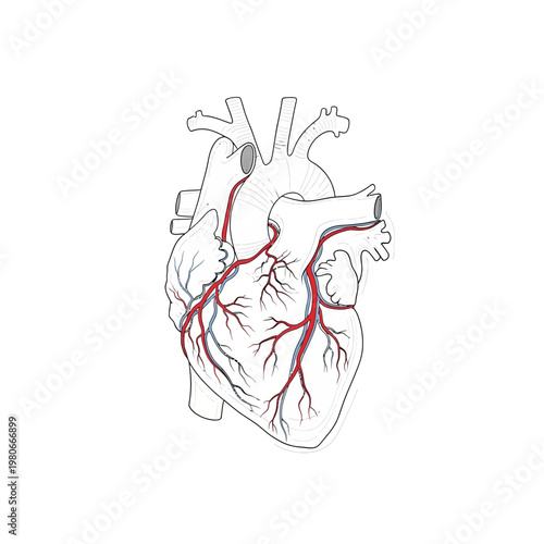 Anatomical illustration of a human heart with coronary arteries.