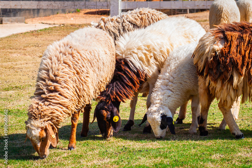 Several sheep are grazing on a farm while wearing ear pads.