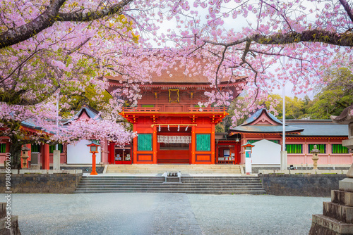 Cherry blossoms blooming in Fujisan Hongu Sengen Taisha Shinto Shrine at Fujinomiya famous shrine and landmark of Shizuoka Japan. Woman holding an umbrella