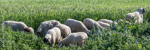 Foto Troupeau de moutons au bord d'un champ de blé au printemps
