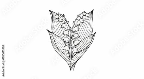 Vintage line drawing of a delicate bouquet of lily of the valley flowers