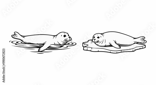 Two seals, one in water, the other on ice, illustrated in black and white