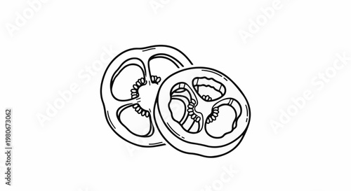 Two sliced circular fruits showing internal seeds and pulp, black outline on white