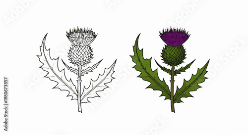 Two thistles, one sketch, one fully colored