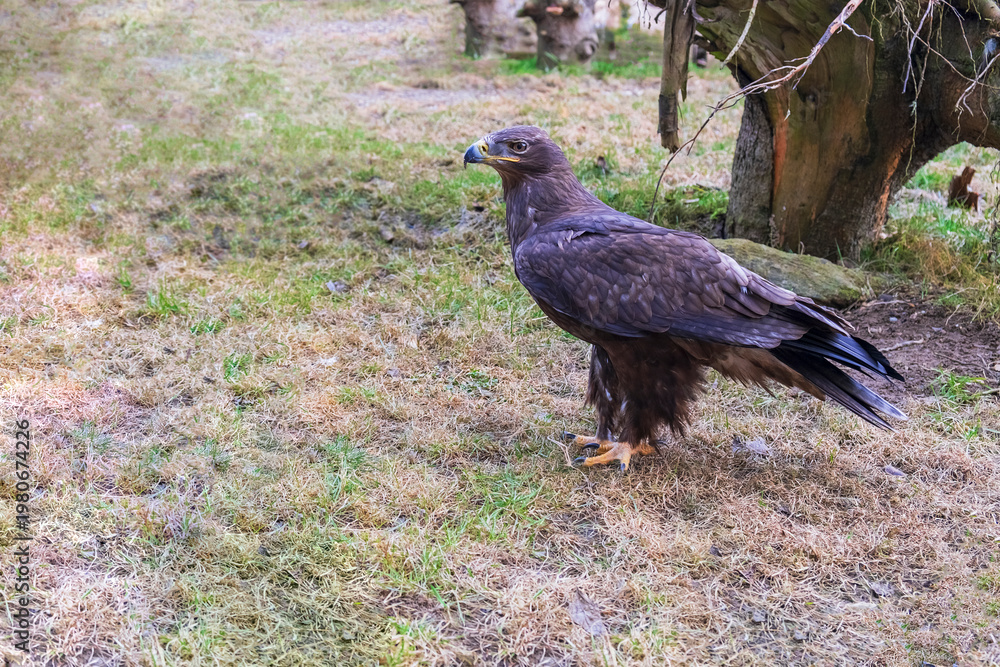 Fototapeta premium Powerful eagle bird standing on grass in an open natural area.