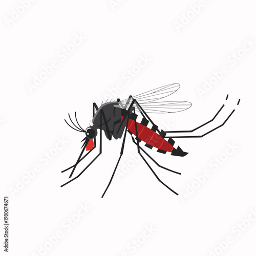 Mosquito poised probing with proboscis on white background