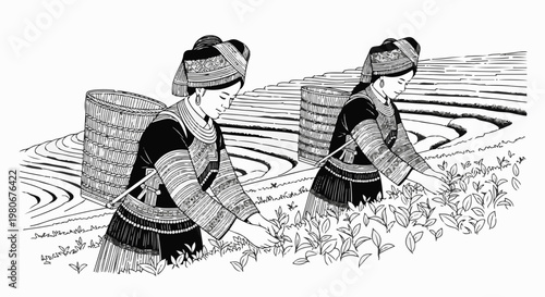 Two women in traditional attire harvest tea leaves on terraced fields