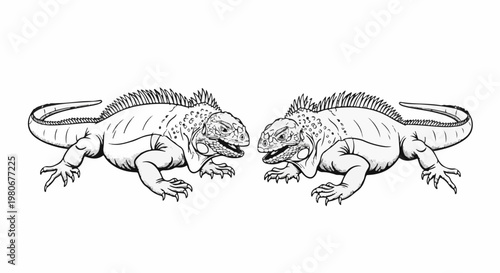 Two detailed black and white drawings of iguanas facing each other