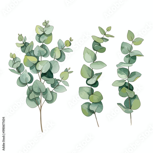 Healthy Eucalyptus Plant Stems with Green Leaves for Natural Decor and Botanical Projects