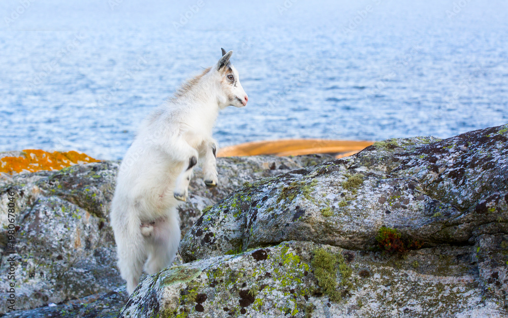 Αυτοκόλλητο Goat Kid on Summer Grazing on Herfol Island in Hvaler, Norway
