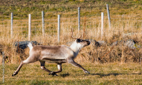 Reindeer at Nefstadstolen in Rysndalen Valley in the Norwegian Highlands