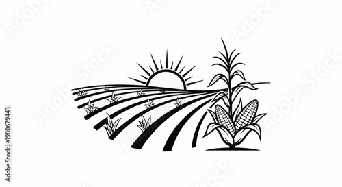 Sunrise over a lush cornfield with ripening cobs and growing sprouts