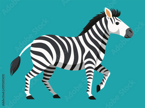 Zebra walking on turquoise background in studio illustration