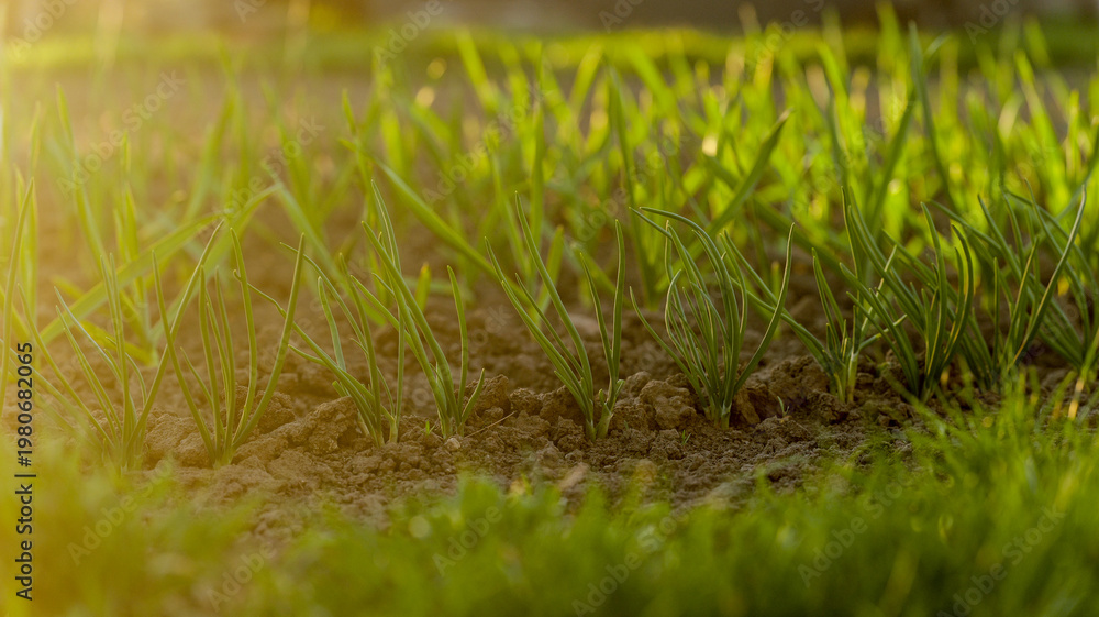 Obraz premium Young green onion sprouts emerging from rich soil in warm morning sunlight