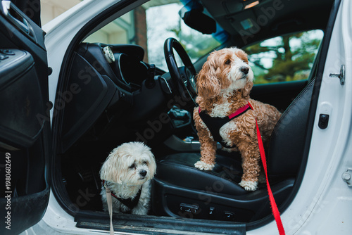 Two dogs sit inside a car parked outside in the afternoon during a trip, one is a mix of Toy Poodle and Havanese and the other is a mix of Frise and Shih Tzu