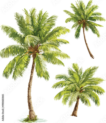 Isolated palm tree vector illustration on white background tropical summer beach plant and travel concept