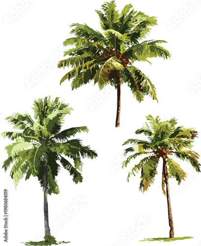 Isolated palm tree on white background tropical summer vacation illustration of green coconut palm tree nature concept