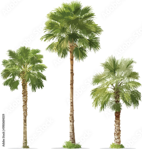 Isolated tropical palm tree with green leaves and trunk on white background illustration