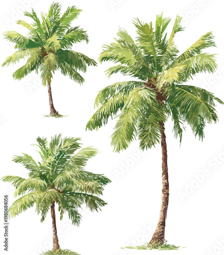 Isolated palm tree vector illustration on white background featuring tropical coconut palm tree, green leaves, summer beach nature and exotic foliage