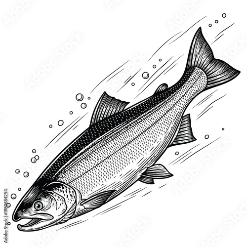 Detailed Illustration of a Freshwater Fish for Scientific and Educational Use