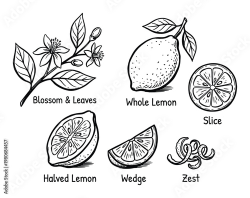 Lemon blossoms leaves whole fruit slice halved wedge zest illustration hand drawn sketch