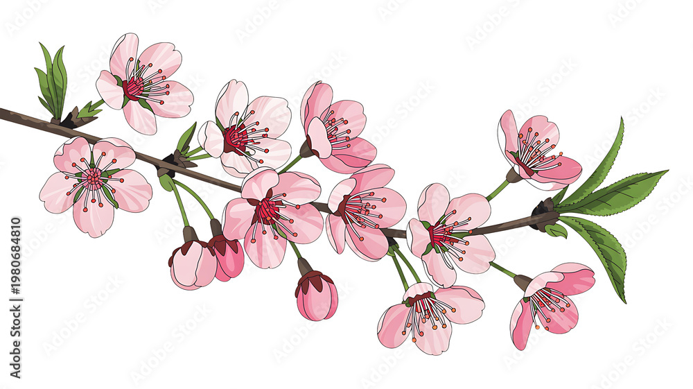 Fototapeta premium Cherry Blossom Sakura Branch Isolated PNG, Pink Floral Spring Bloom