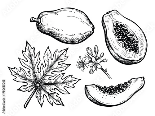 Set of papaya fruit whole, cut and slice, papaya leaf and flower hand drawn sketch style