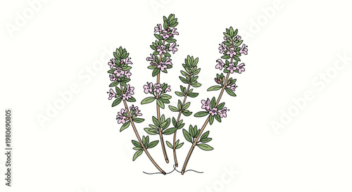 Thyme herb plant with small purple flowers and green leaves illustrated in a detailed botanical style for culinary and medicinal themes.