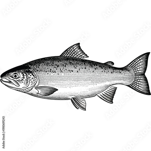 Realistic Illustration of a Freshwater Fish for Nature and Seafood Themes