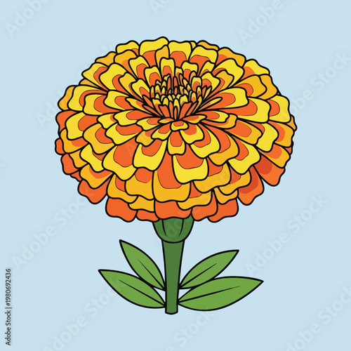 Bright Yellow and Orange Marigold Flower Illustration for Floral Decor or Botanical Design