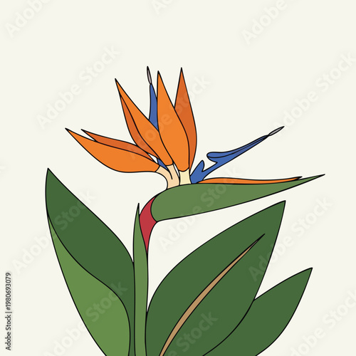 Colorful Tropical Bird of Paradise Flower with Green Foliage