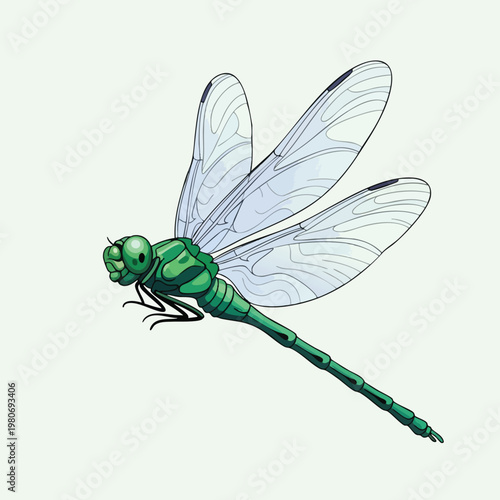 Elegant Green Dragonfly with Transparent Wings on a Light Background