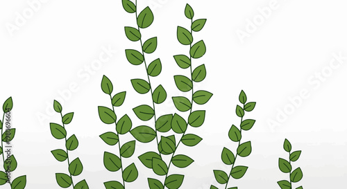 Delicate green vines with oval leaves ascending against a white backdrop