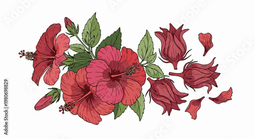 Blooming hibiscus flowers and buds in vibrant red and green tones